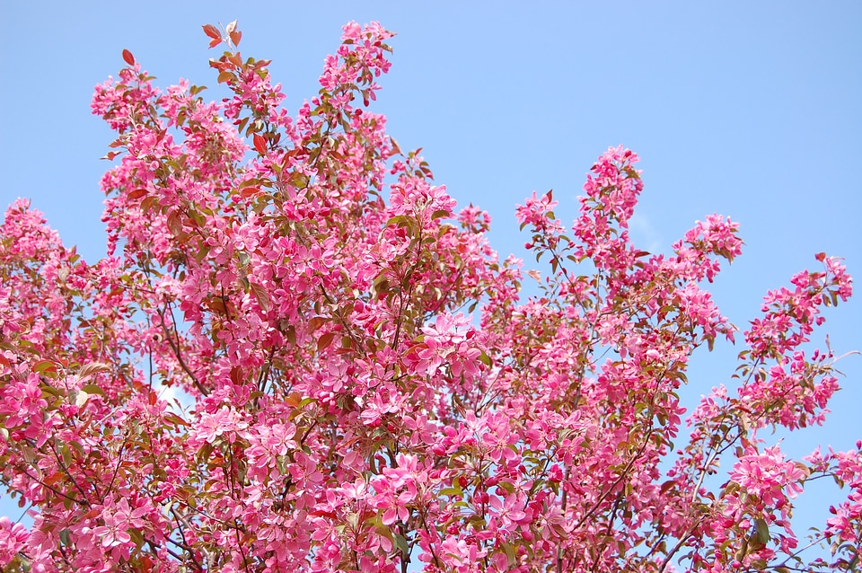 Blooms nature pink photo