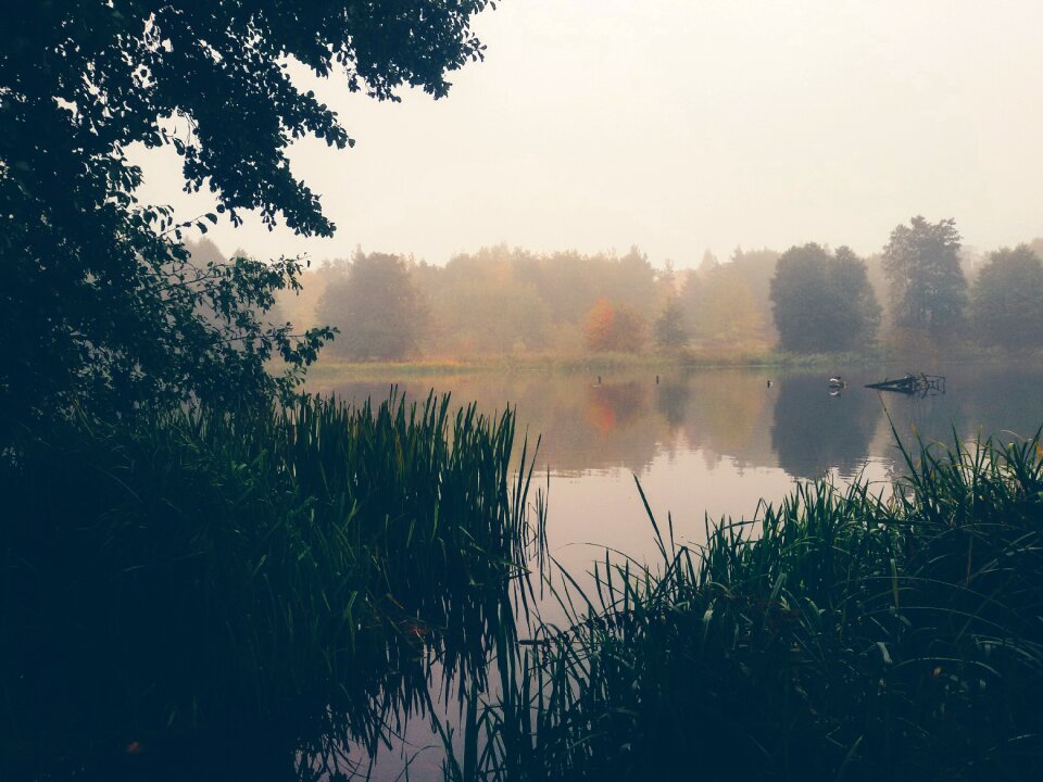 Green Grass on Body of Water Near Tree Under Cloudy Day Time Sky