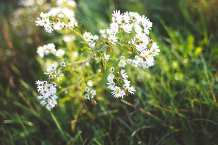 Free stock photo of flowers, green, theme autumn