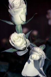 Free stock photo of flower, roses, white