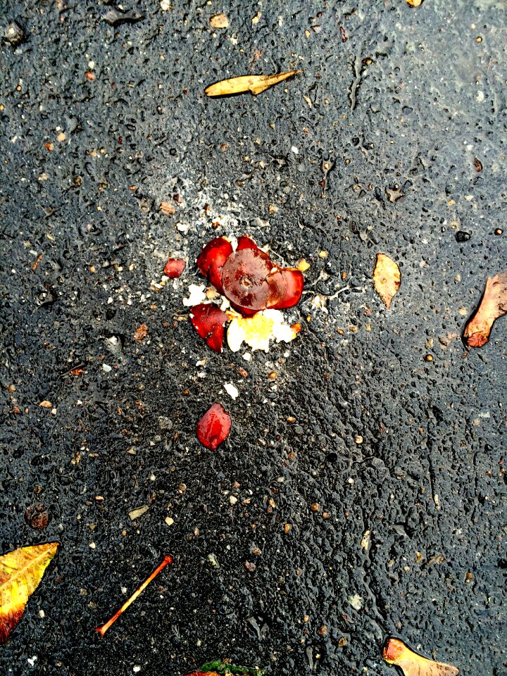 Free stock photo of asphalt, chestnut, crushed chestnut