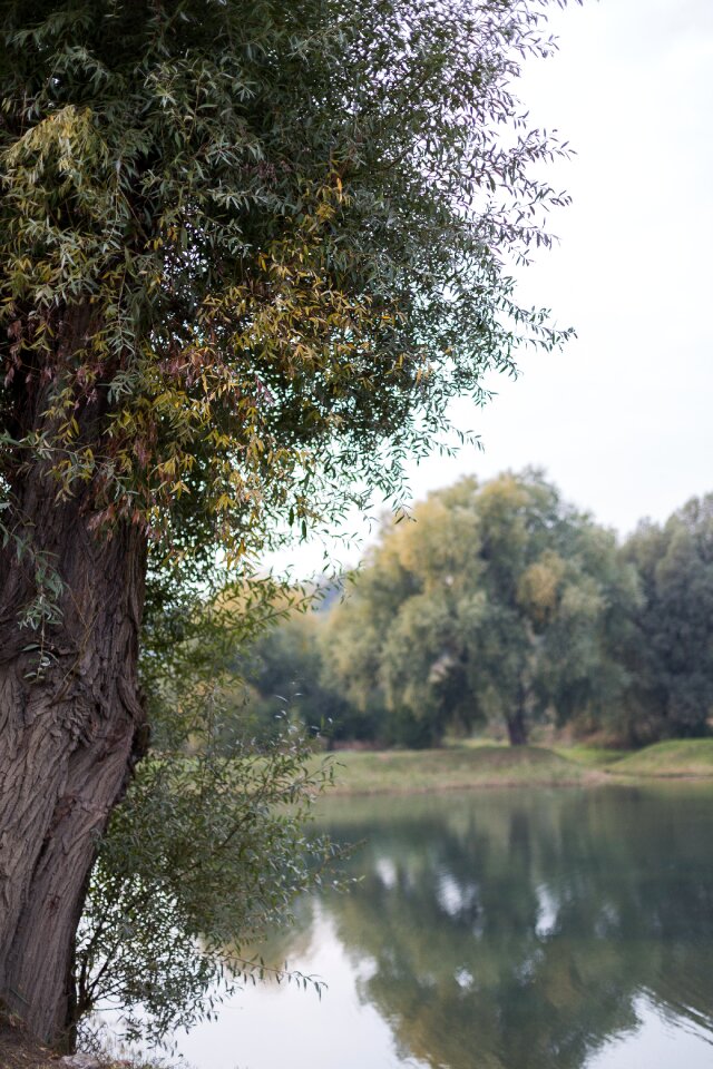 Free stock photo of mirror, nature, pond