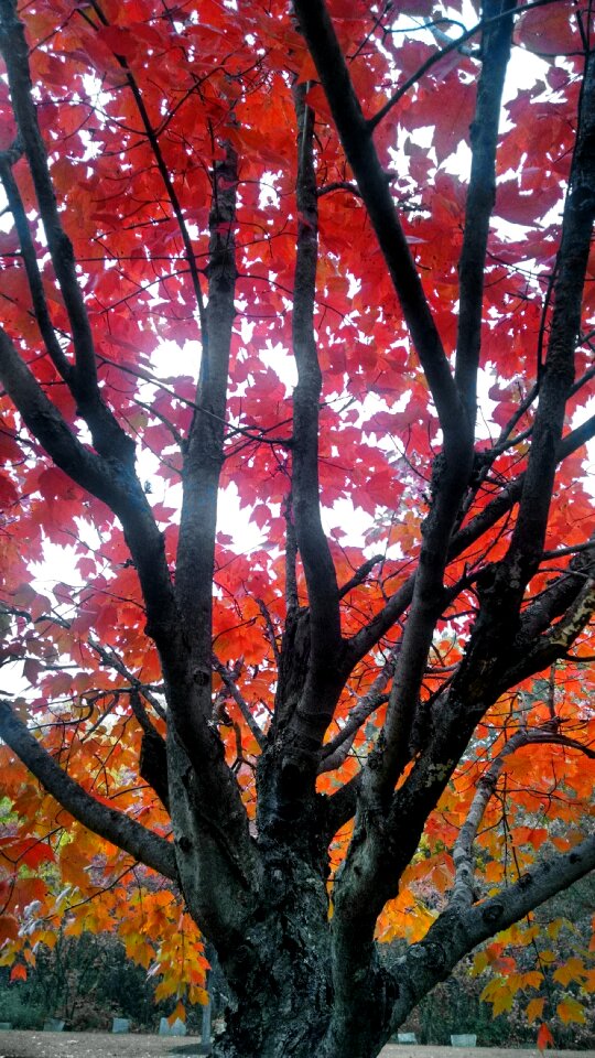 Free stock photo of nature, theme autumn, tree photo