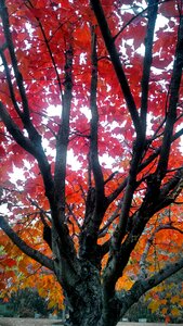 Free stock photo of nature, theme autumn, tree