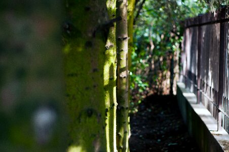 Free stock photo of green, mini forest, outdoor