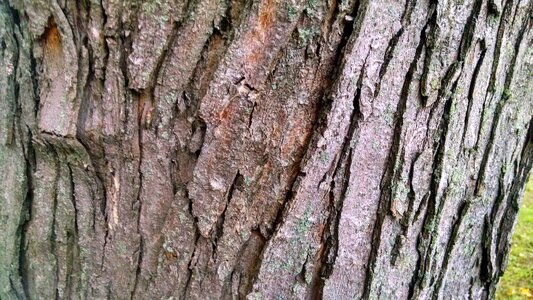 Free stock photo of bark, nature, tree