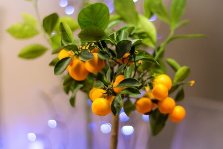 Cose Up Photo of Orange Fruit Bonsai photo