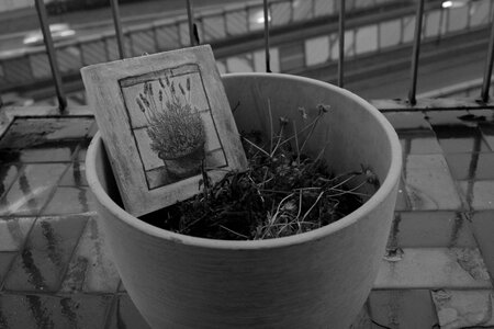 Free stock photo of plants, still life photo