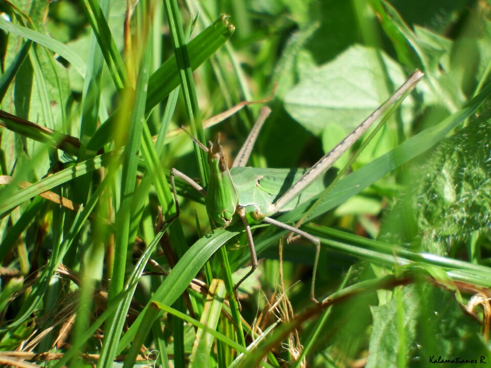 Free stock photo of grass, insect