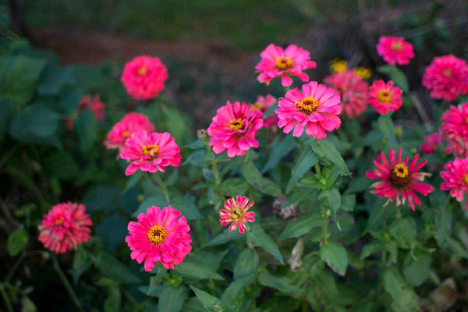 Free stock photo of flowers, garden, green