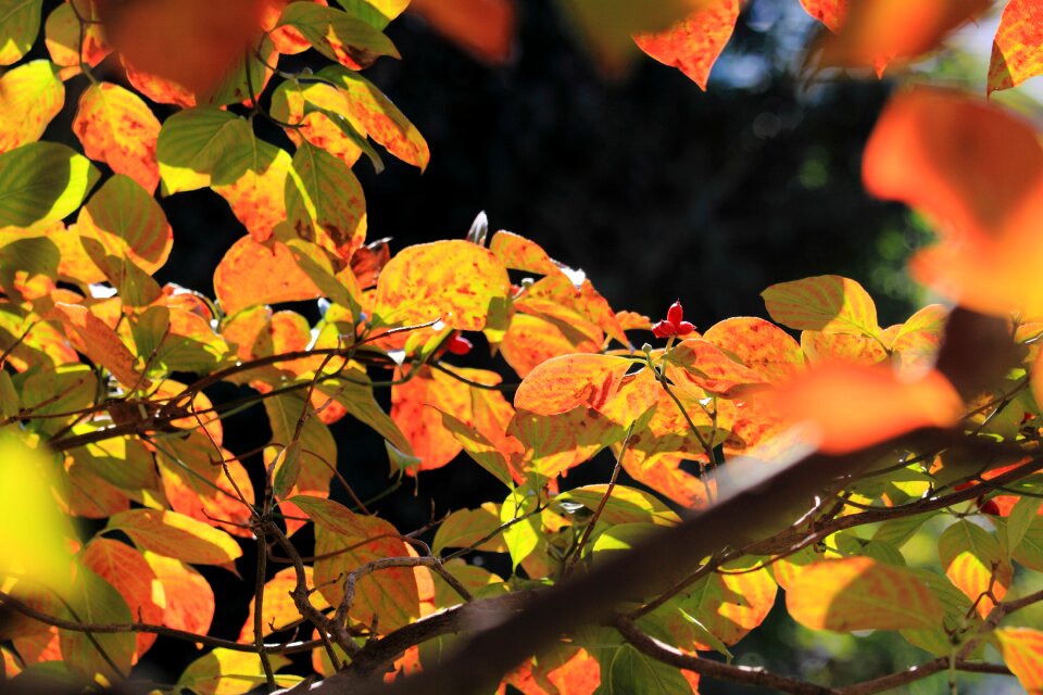 Free stock photo of theme autumn
