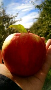 Free stock photo of apple, food, fruit