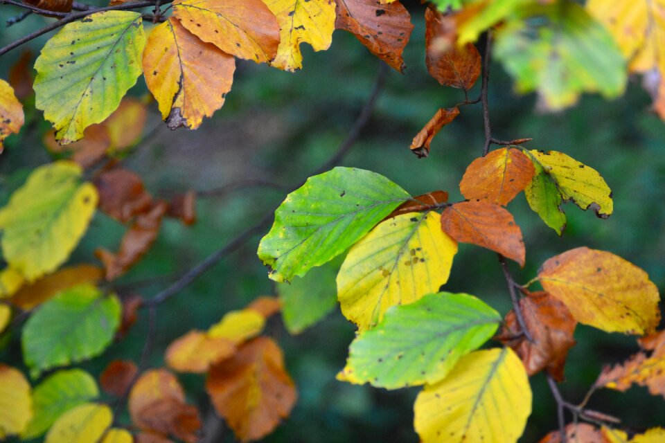 Free stock photo of green, nature, orange