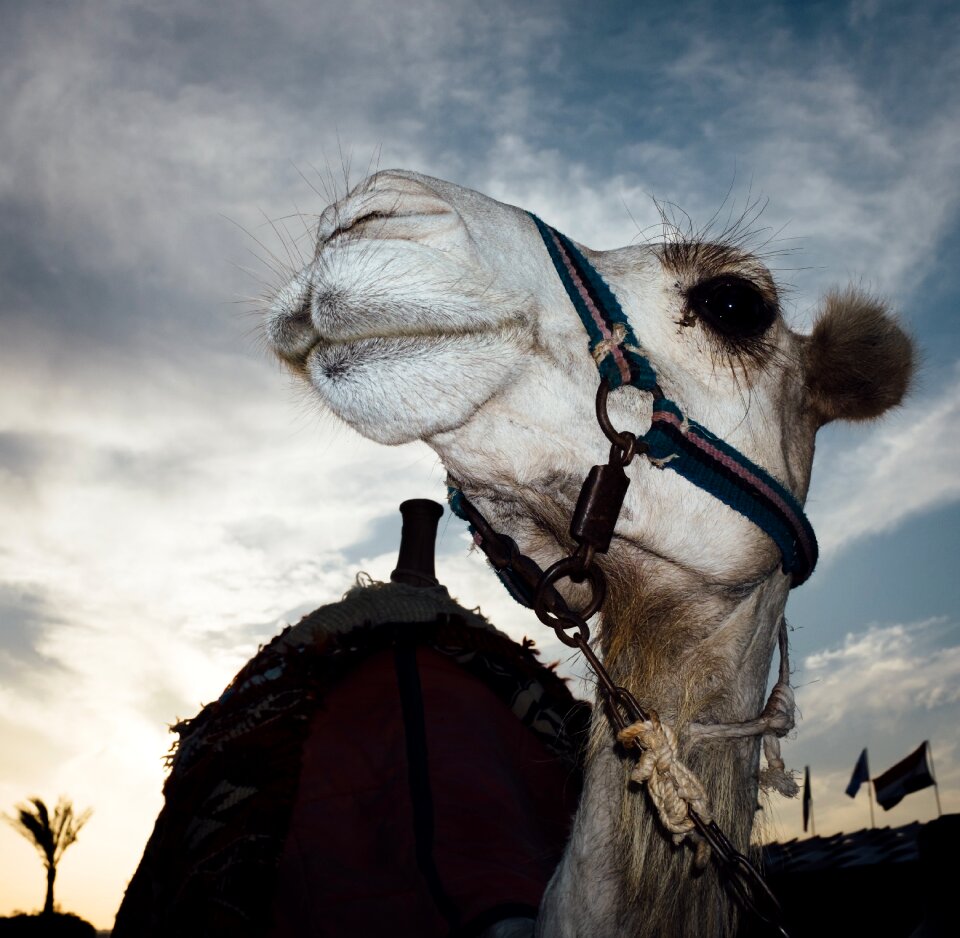 Free stock photo of dromedary