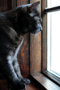 Free stock photo of black cat, cat, eye photo