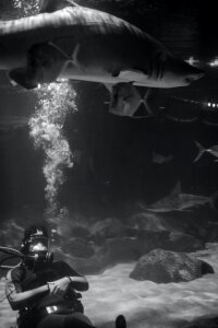 Free stock photo of aquarium, diver, scuba photo