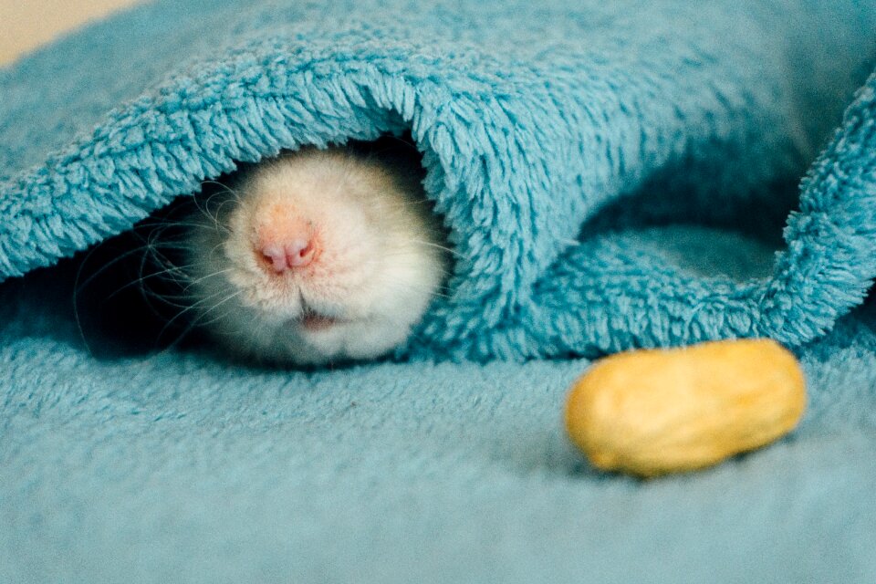 Free stock photo of macro, nose, nut