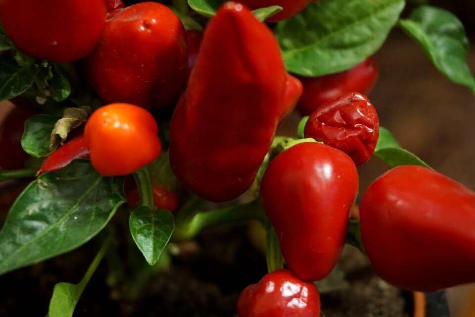 Free stock photo of green, pepper, plant
