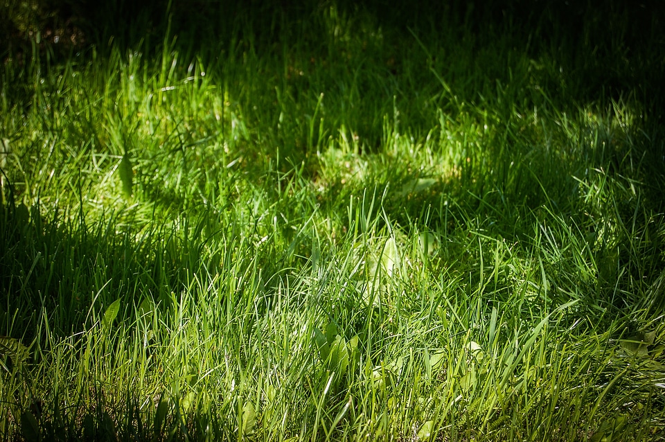Summer garden meadow