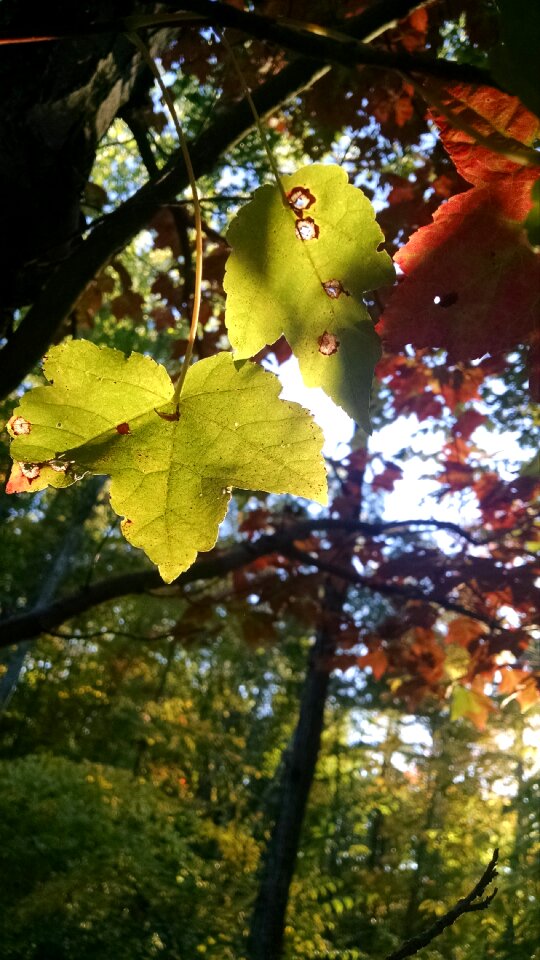 Free stock photo of foliage, nature