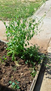 Free stock photo of ingewood, oregano, plants photo