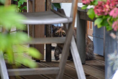 Free stock photo of cat, chair, flowers photo