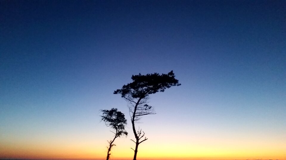 Free stock photo of tree dune-sunset
