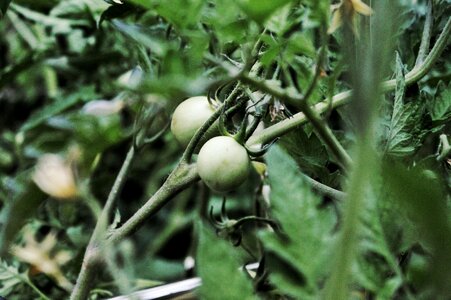 Free stock photo of theme breakfast, tomato garden-green