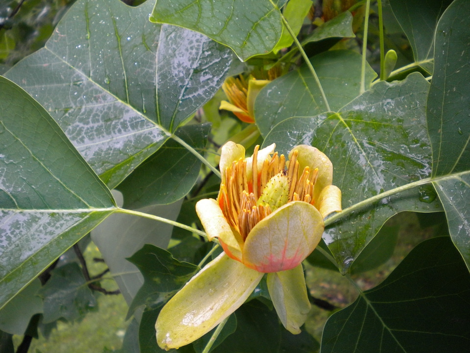 Plant tulip tree tree photo