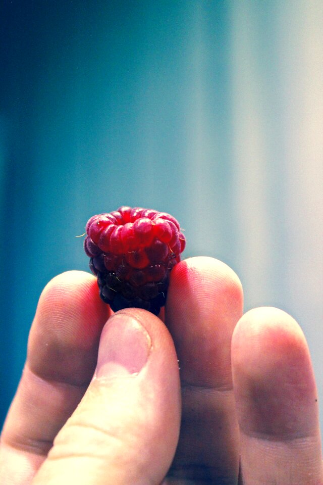 Free stock photo of fruit, makro, raspberry