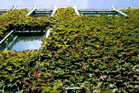 Free stock photo of building, green, ivy