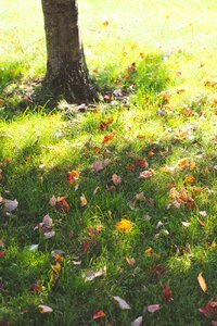 Free stock photo of grass, light, tree