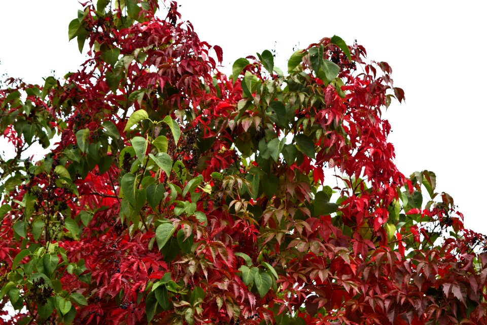Free stock photo of colors, ivy, red ivy