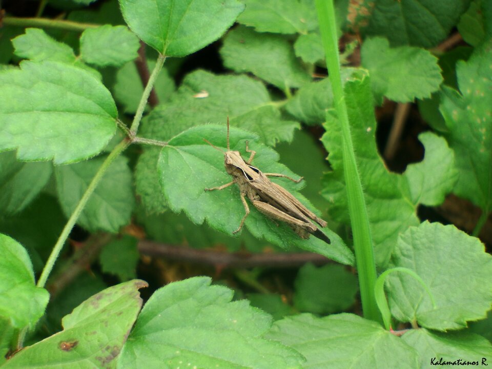 Free stock photo of insect, macro
