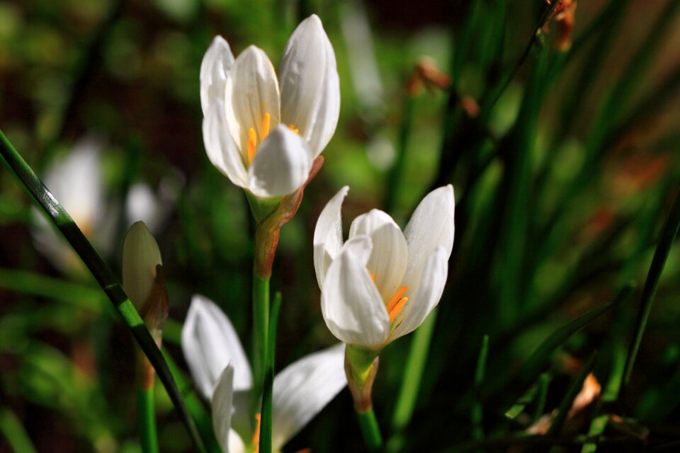 Free stock photo of closeup, crocus, flower