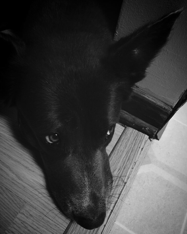 Free stock photo of animal, black and-white, dog
