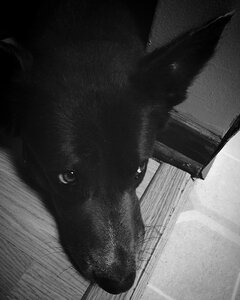 Free stock photo of animal, black and-white, dog