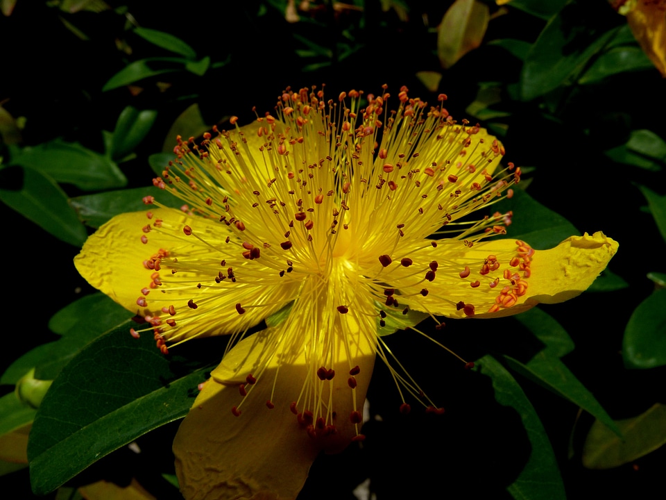 Garden flowering petals