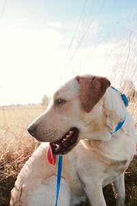 Free stock photo of dog, labrador, theme dogs photo