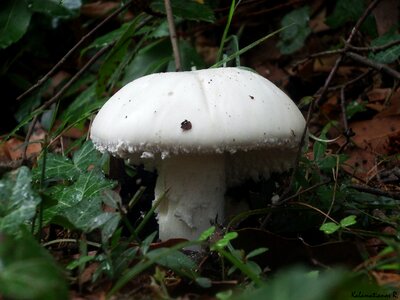 Free stock photo of macro, mushroom photo