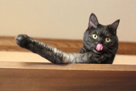 Free stock photo of black cat, cat, tongue photo
