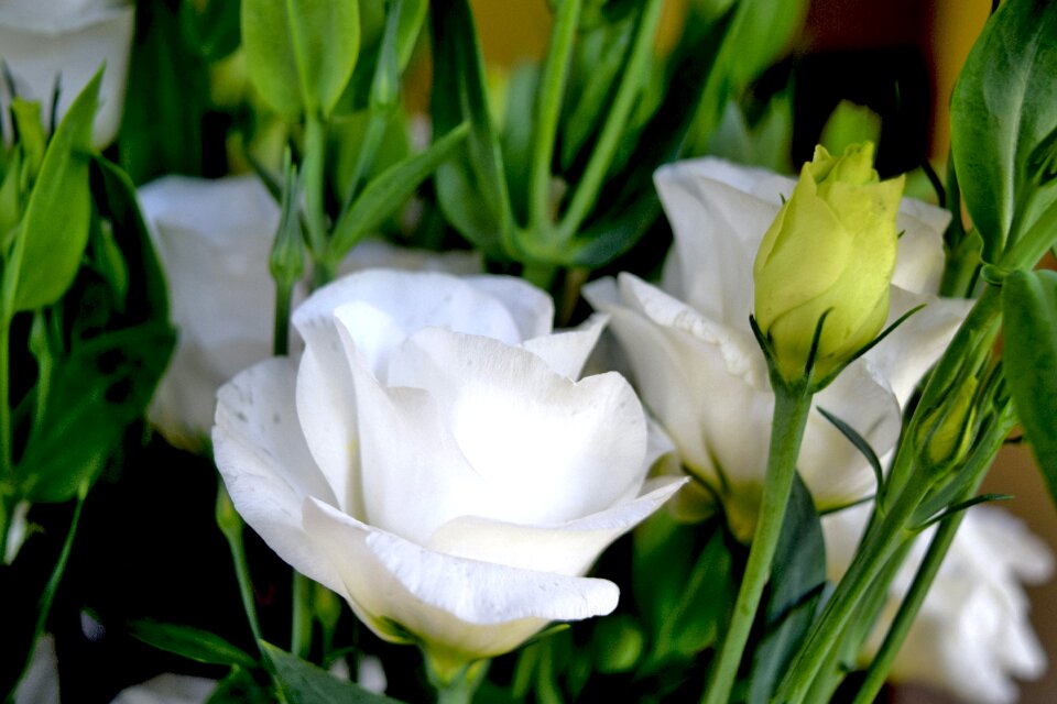 Free stock photo of eustoma, eustomy, flowers