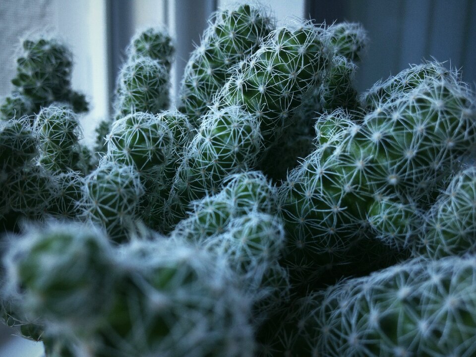 Free stock photo of cactus, green, macro