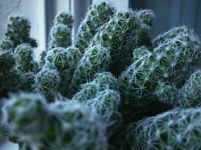 Free stock photo of cactus, green, macro