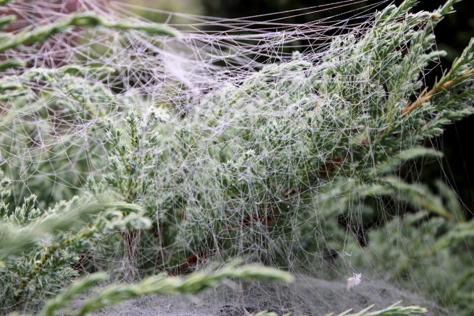Free stock photo of ground frost, makro, spider