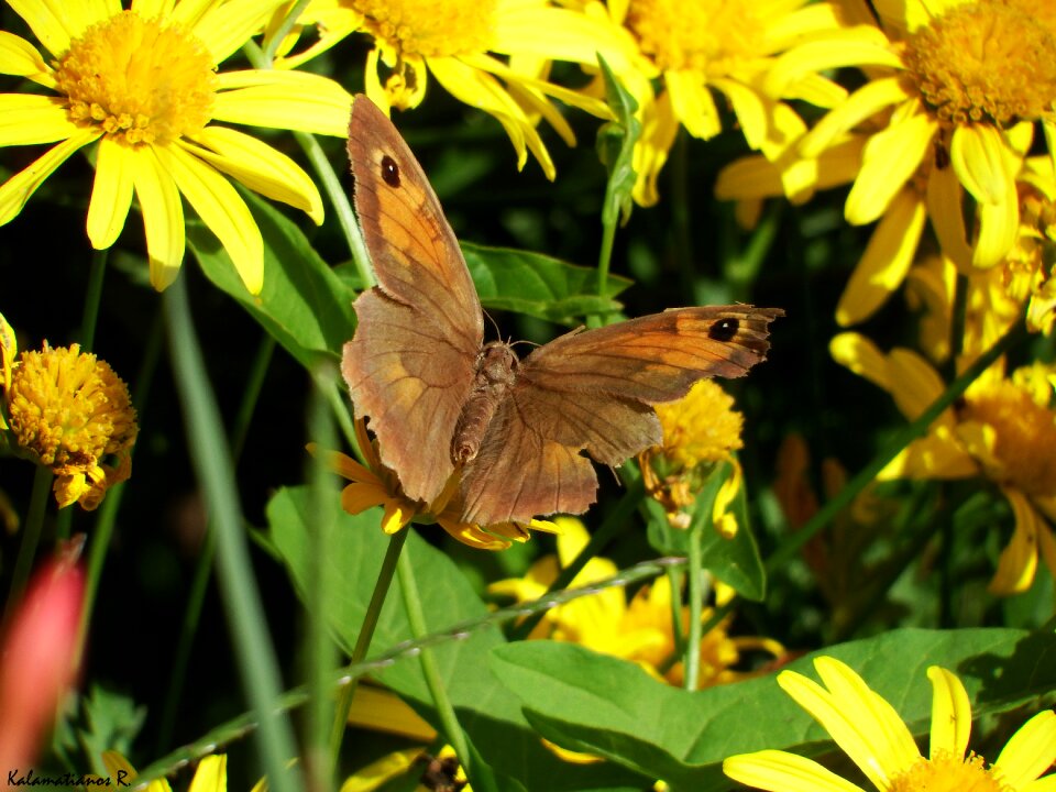 Free stock photo of butterfly, flower, insect