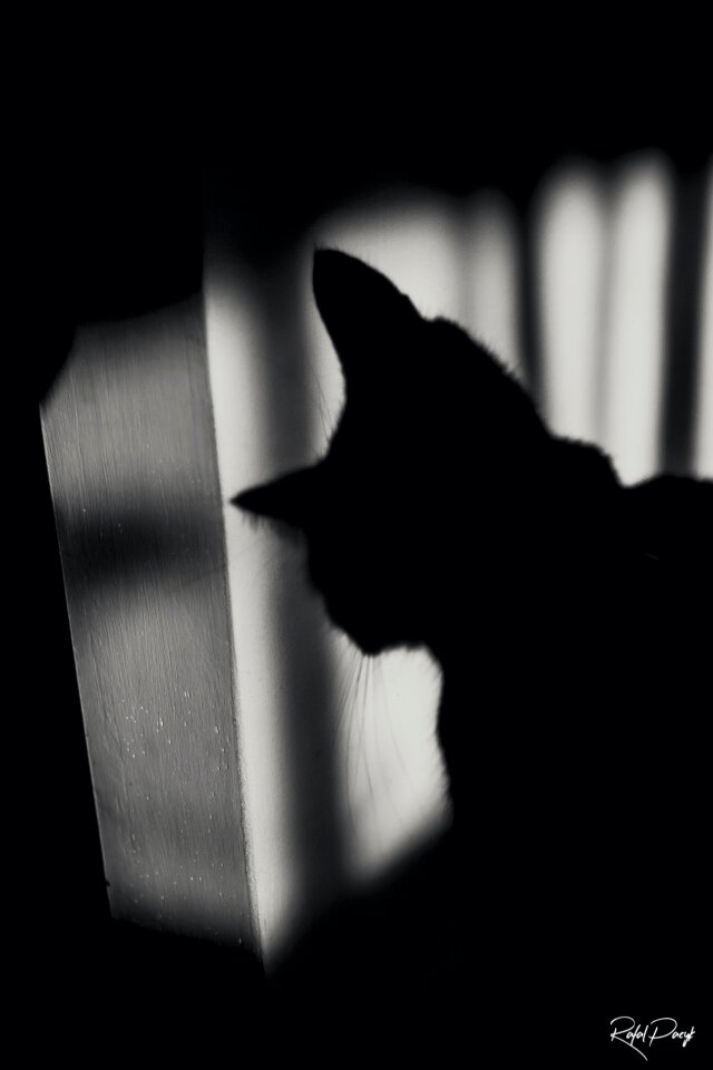 Free stock photo of cat, scary, shadow