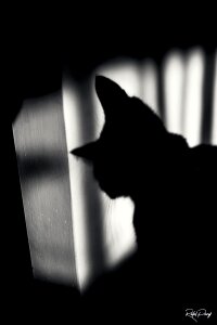 Free stock photo of cat, scary, shadow photo