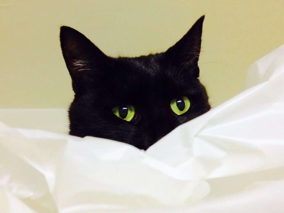 Free stock photo of black, cat, ears