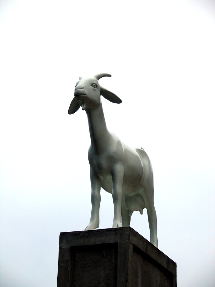 Free stock photo of animal, goat, landmark